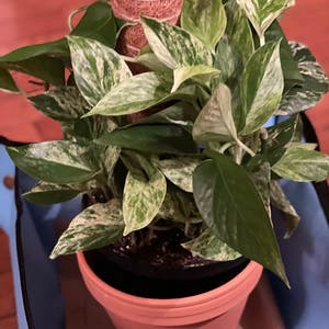 Marble Queen Pothos plant photo by @TaylorMdeBloomz named Marea on Greg, the plant care app.