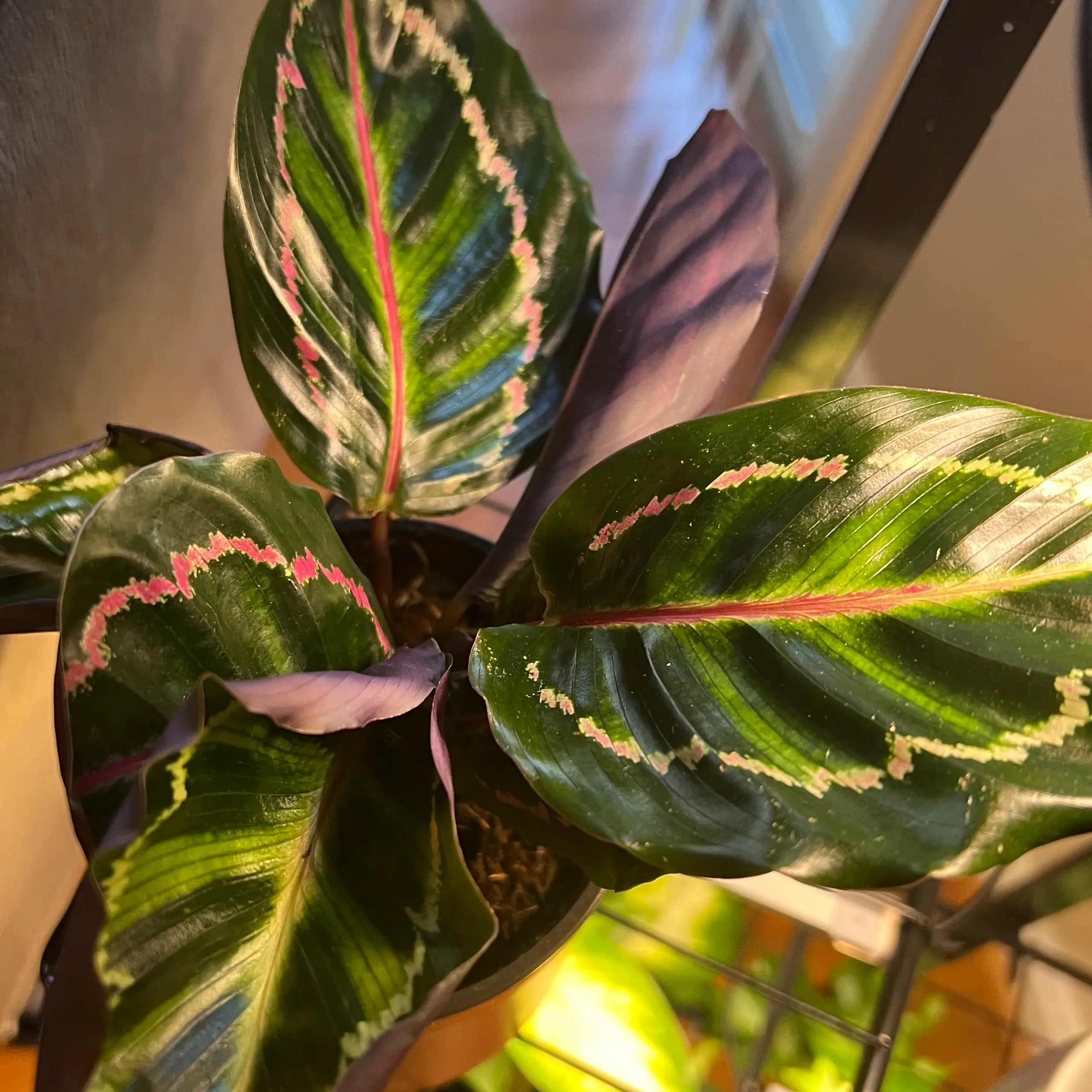 Prayer Plant Dottie with vibrant, patterned leaves and partially visible soil.