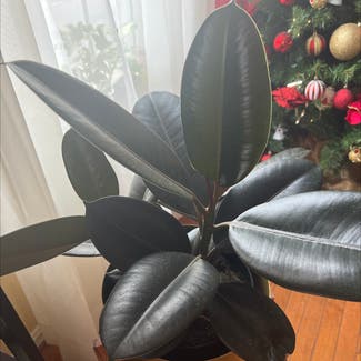Rubber Plant plant in Somewhere on Earth