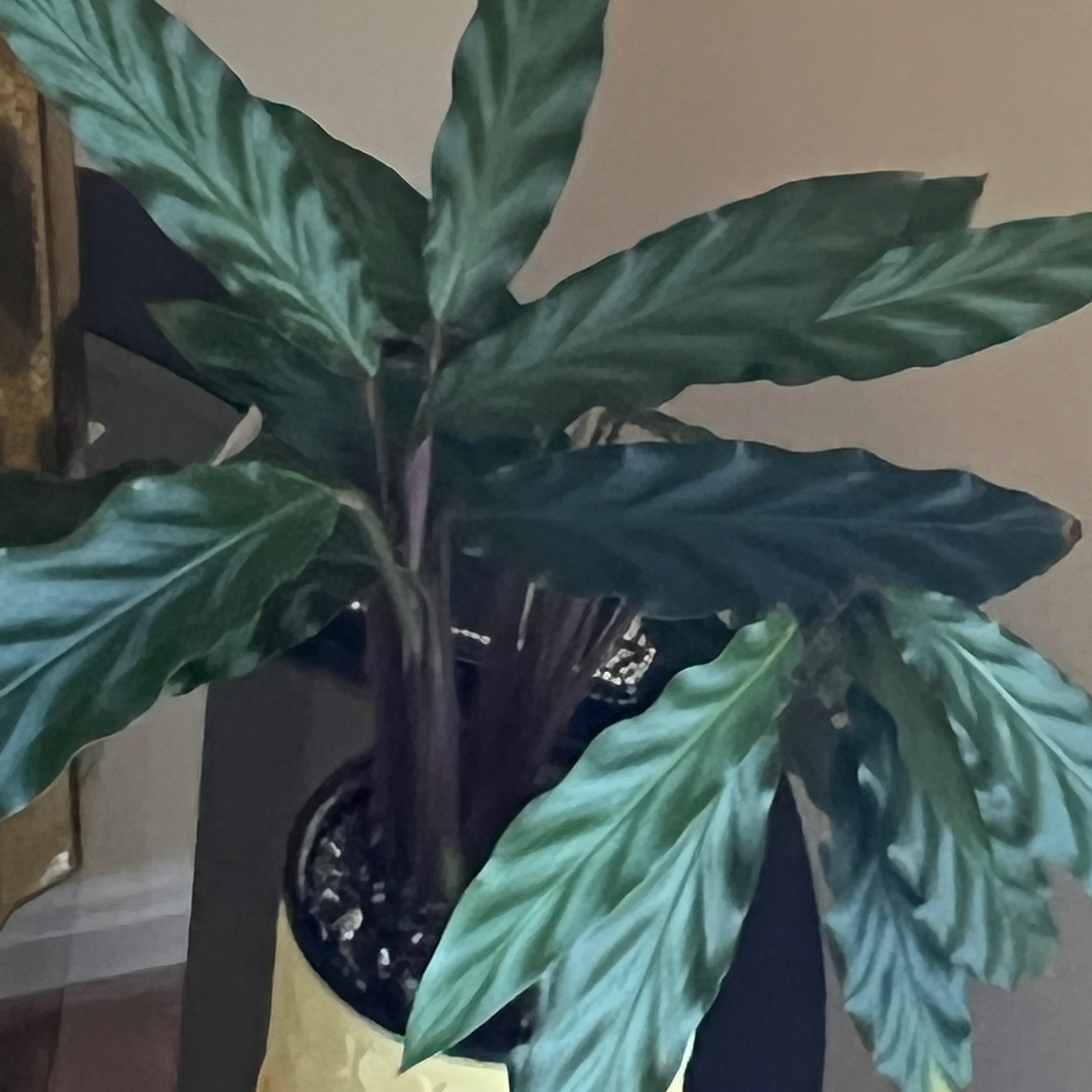 Furry Feather Calathea plant photo by @TaylorMdeBloomz named Val on Greg, the plant care app.