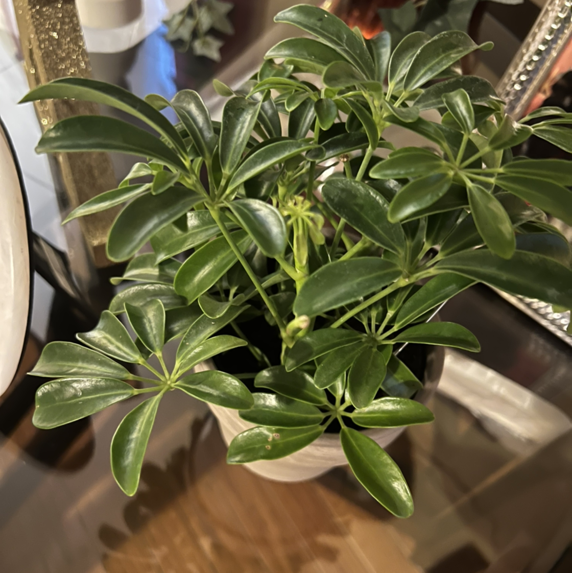 Dwarf Umbrella Tree plant photo by @TaylorMdeBloomz named Sheera on Greg, the plant care app.