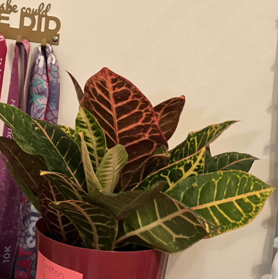 Croton 'Petra' plant photo by @TaylorMdeBloomz named Cretia on Greg, the plant care app.