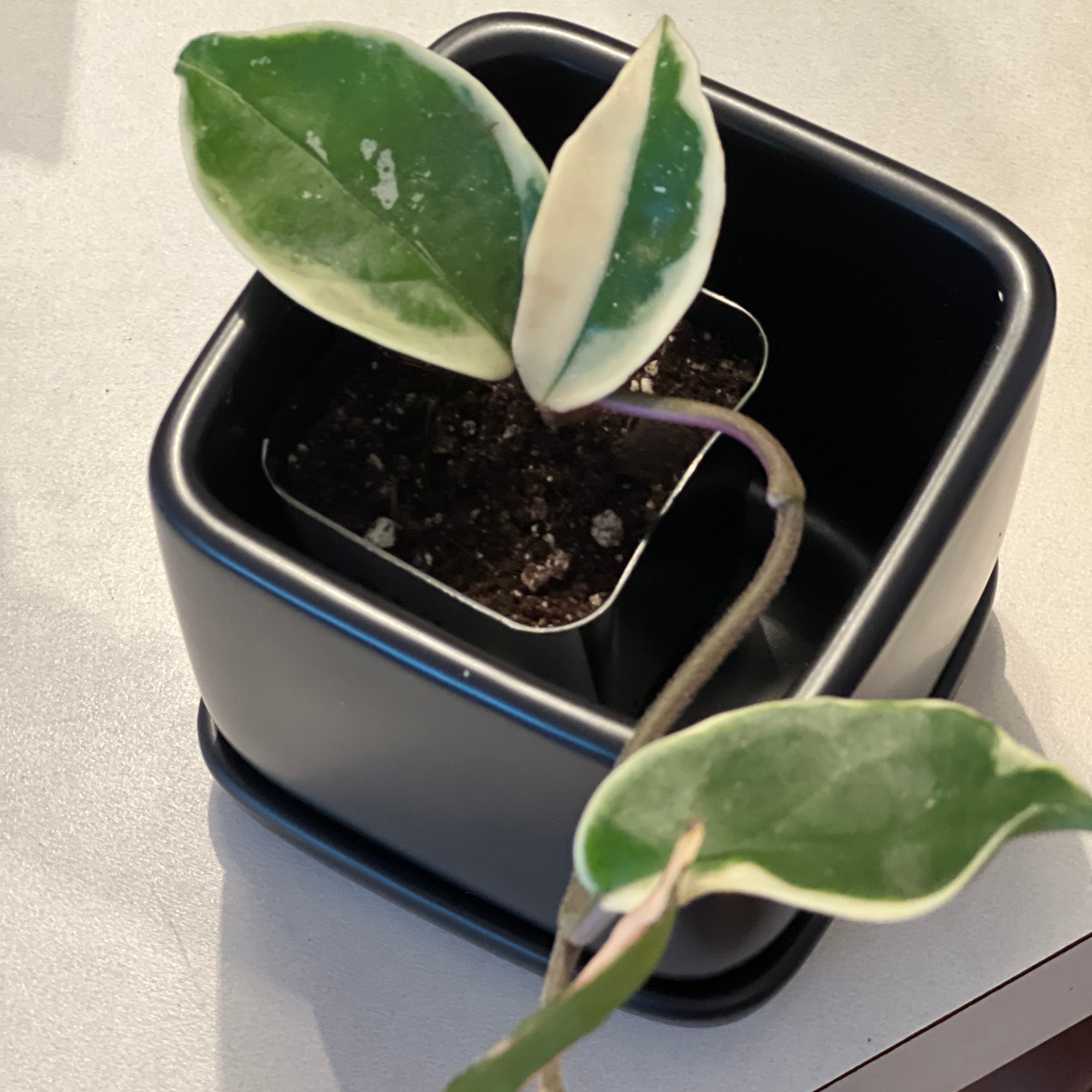 Hoya Krimson Queen plant photo by @TaylorMdeBloomz named Hera on Greg, the plant care app.