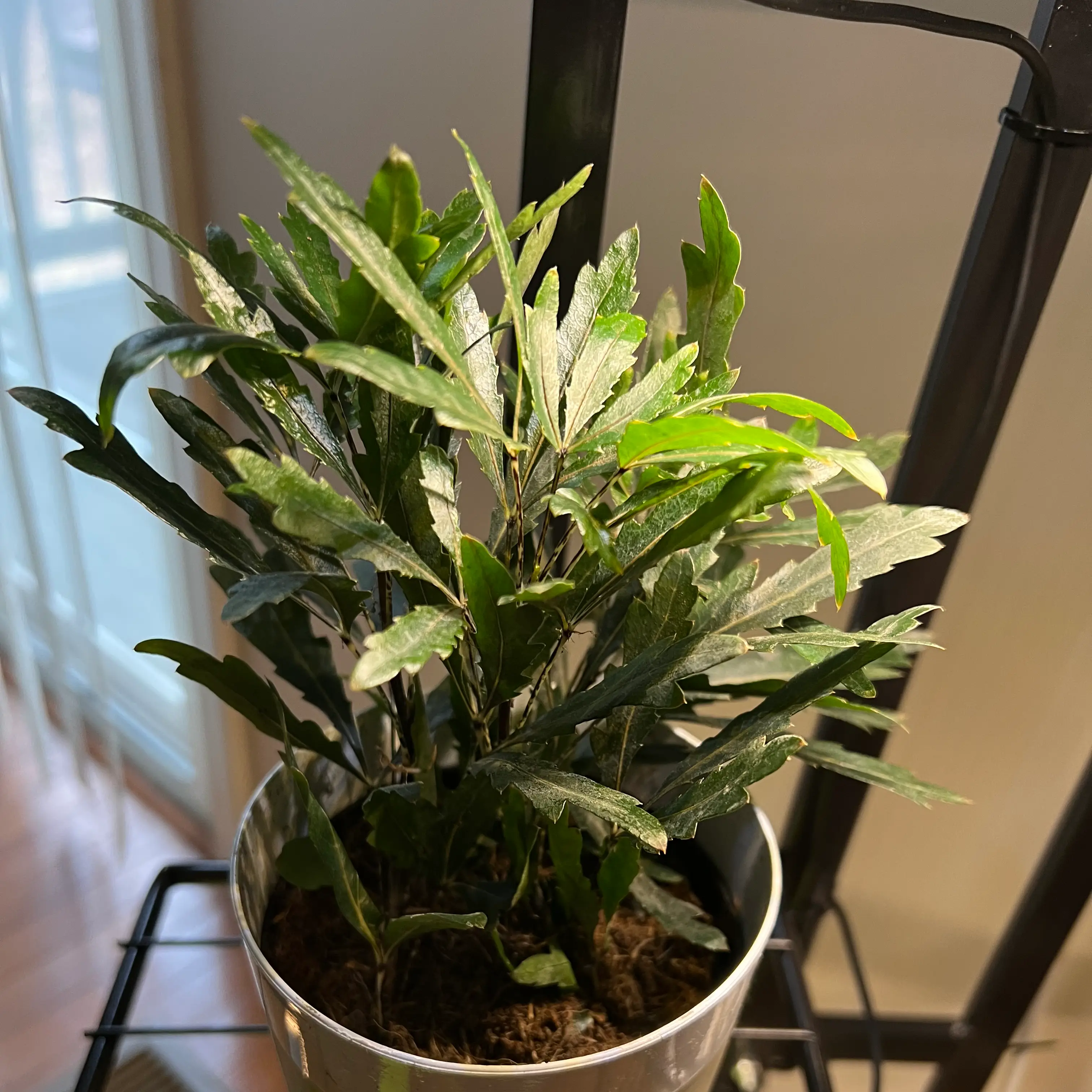 Schefflera Elegantissima plant photo by @TaylorMdeBloomz named Aria on Greg, the plant care app.
