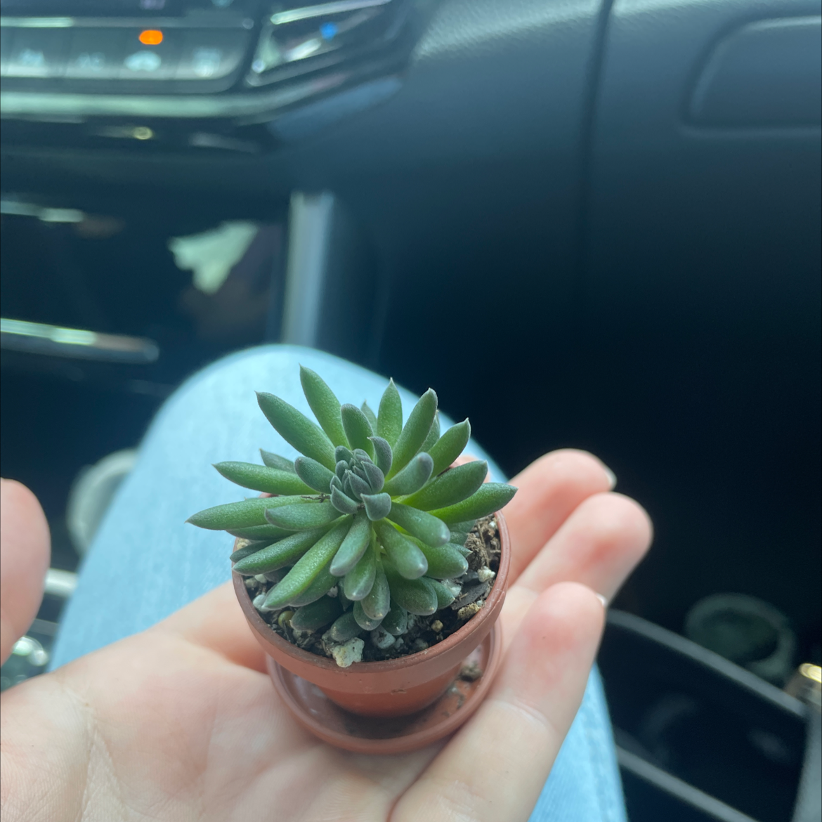 A healthy Pale Stonecrop succulent held in a person's hand, with visible soil in a small pot.
