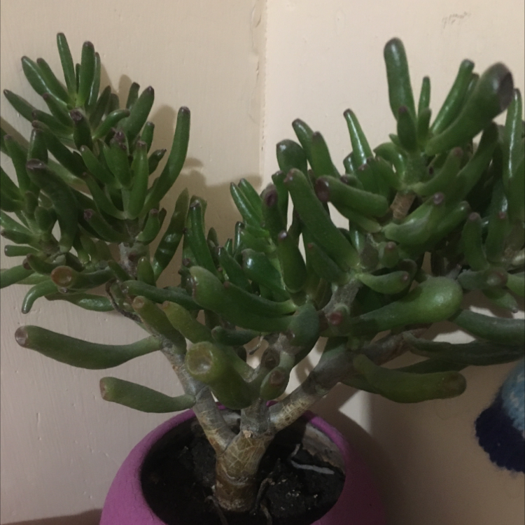 Lucky Plant plant photo by @Lilylee named Lily on Greg, the plant care app.