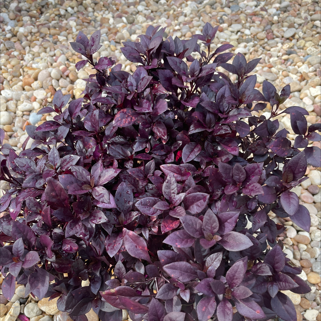 A healthy Brazilian Joyweed plant with dark purple leaves against a pebble background.