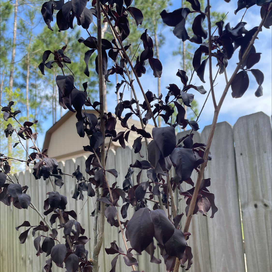 Closeup of a healthy, blooming cape myrtle plant with deep purple leaves and flowers, growing against a wooden fence.