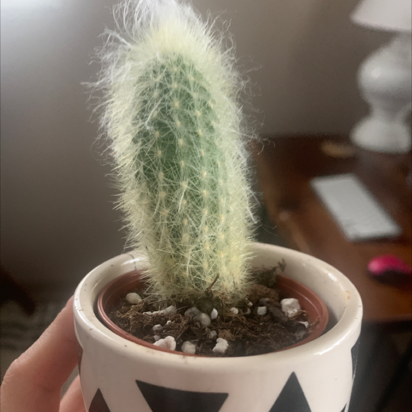 Photo of the plant species Cleistocactus smaragdiflorus by Ericka named Ulysses S Plant on Greg, the plant care app