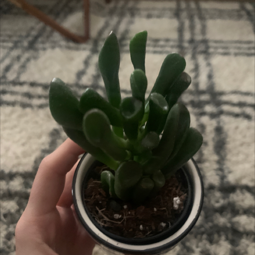 Photo of the plant species Coral Crassula by Ericka named McKinley on Greg, the plant care app