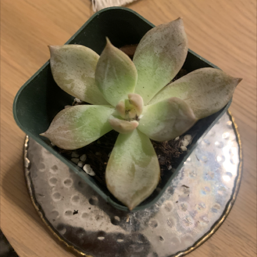 Photo of the plant species Echeveria carnicolor by Ericka named Oscar on Greg, the plant care app