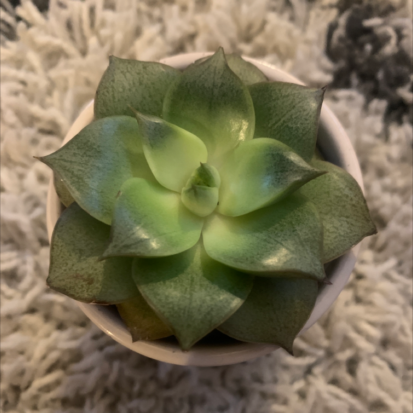 Healthy Echeveria purpusiorum succulent in a small pot.