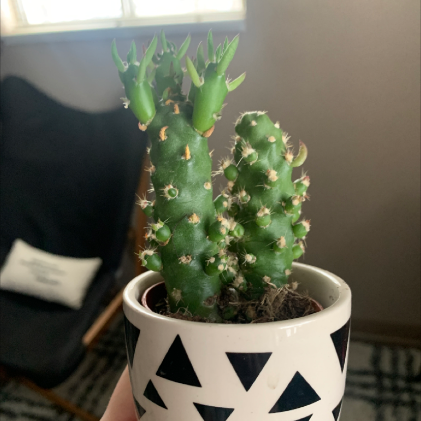 Photo of the plant species Cumulopunita Boliviana by Ericka named Zion on Greg, the plant care app