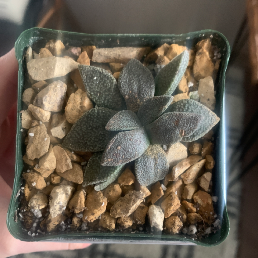 Plant care for Francis' Ice Plant on Greg, the plant care app