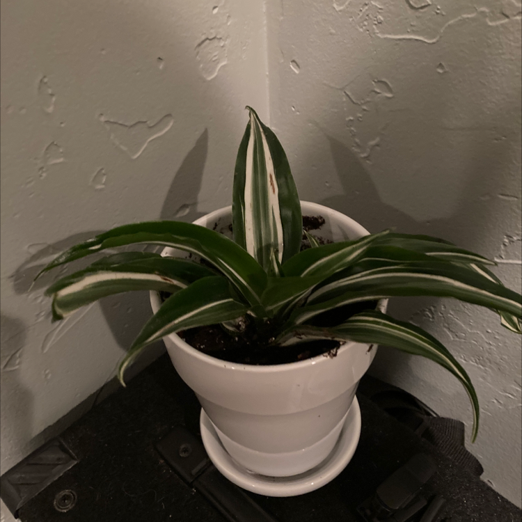 Photo of the plant species White Jewel Dracaena by @usinurmom named Stripe￼ on Greg, the plant care app