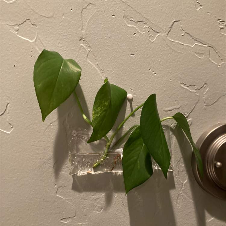 Taro Vine plant photo by @usinurmom named Golden on Greg, the plant care app.