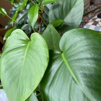 Heartleaf Philodendron plant in Lynchburg, Ohio