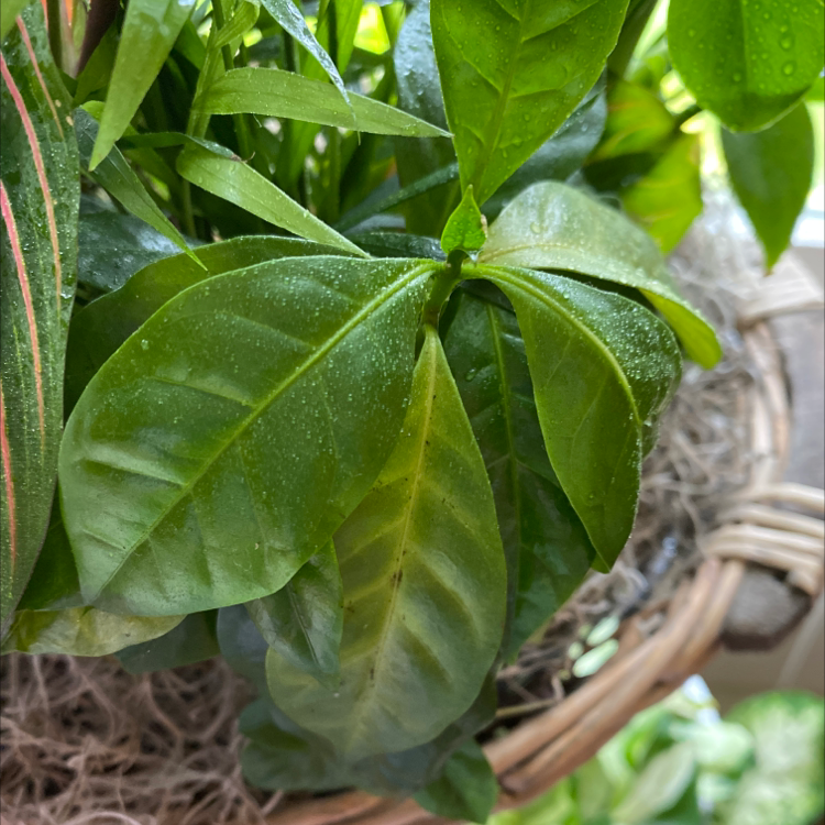 Why Are The Leaves On My Cape Jasmine Turning Yellow?