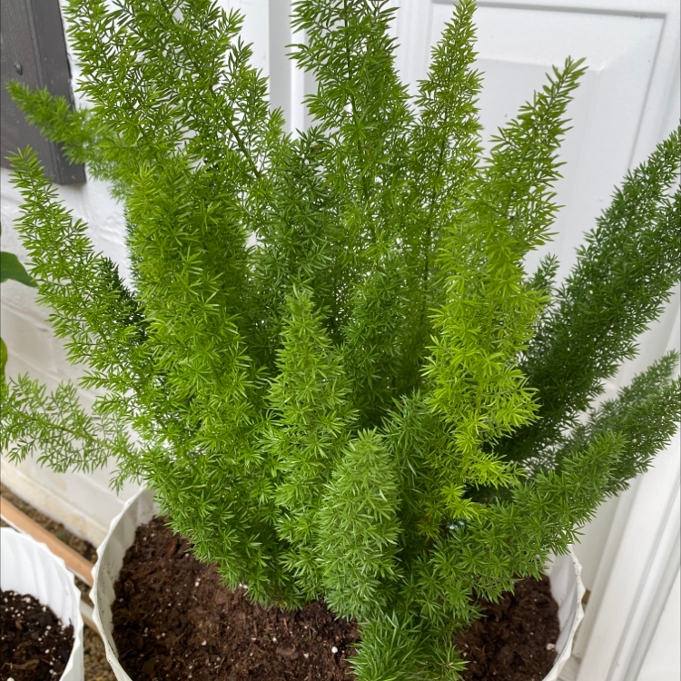 Healthy, thriving Plume Asparagus plant with dense green feathery foliage, potted in well-draining soil mix.