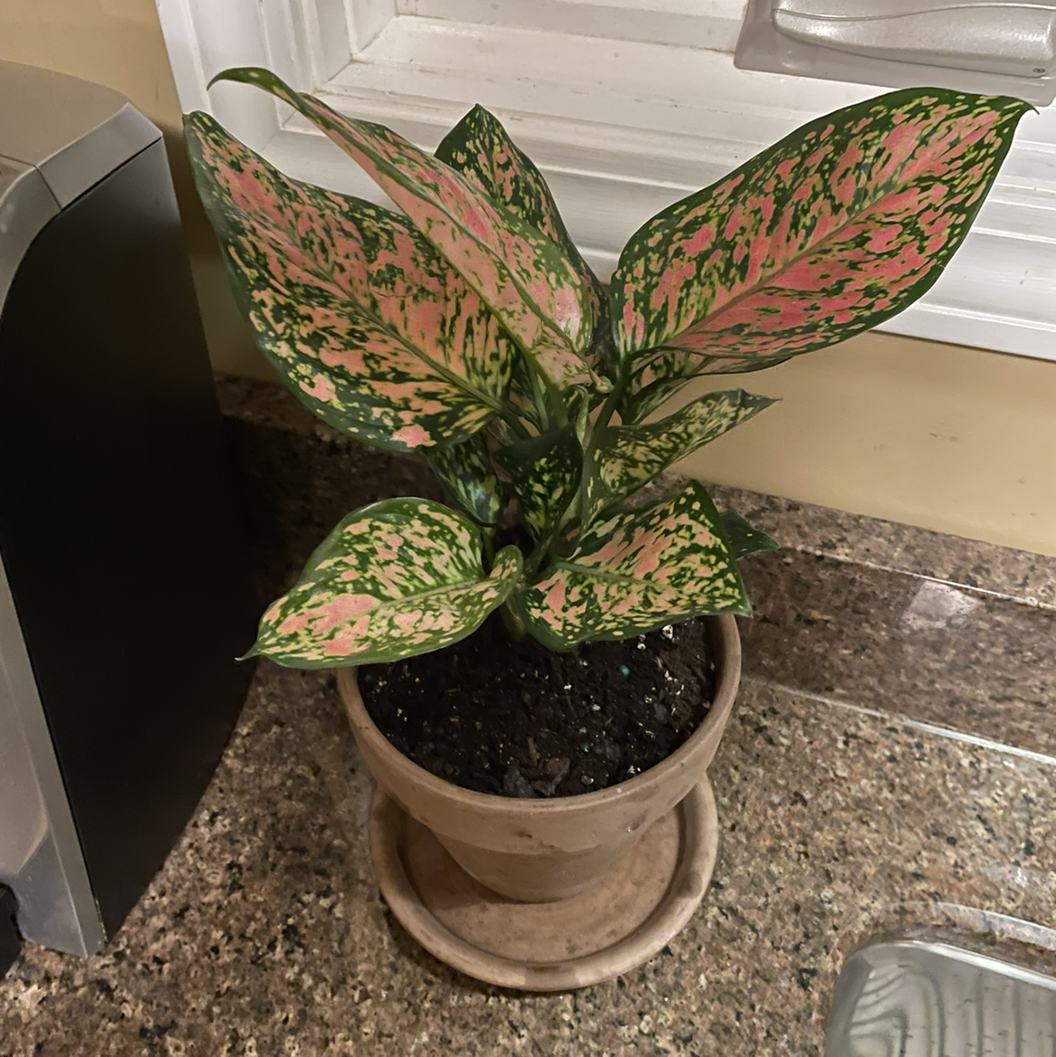 Dieffenbachia plant photo by @jwcross99 named Pinky on Greg, the plant care app.