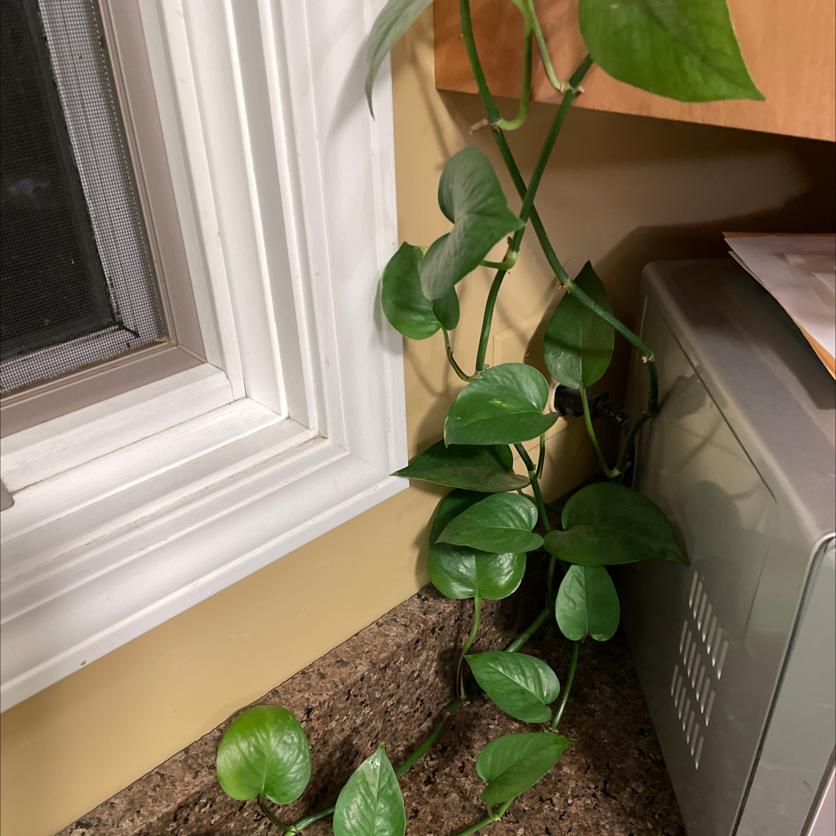 Taro Vine plant photo by @jwcross99 named String Bean on Greg, the plant care app.