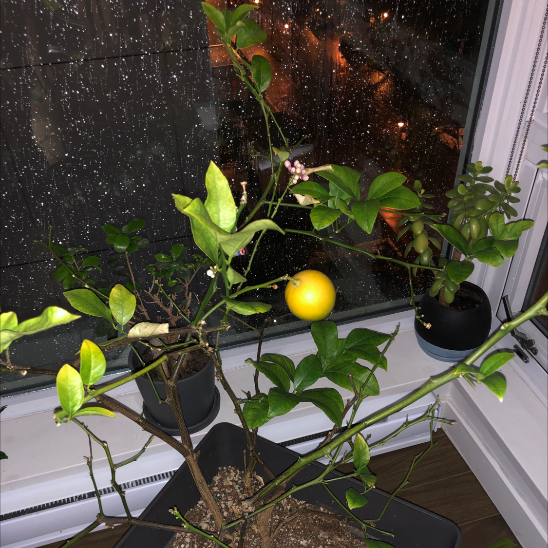 Meyer Lemon Tree plant photo by Alycia named Lemon on Greg, the plant care app.