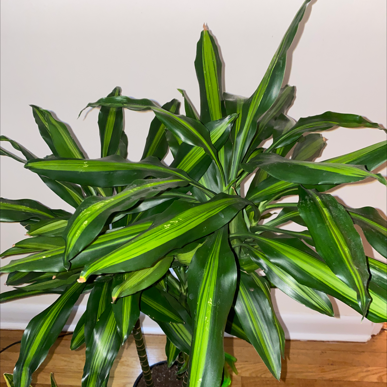 Photo of the plant species Moonlight Dragon Tree by @greggyboone named Dax on Greg, the plant care app