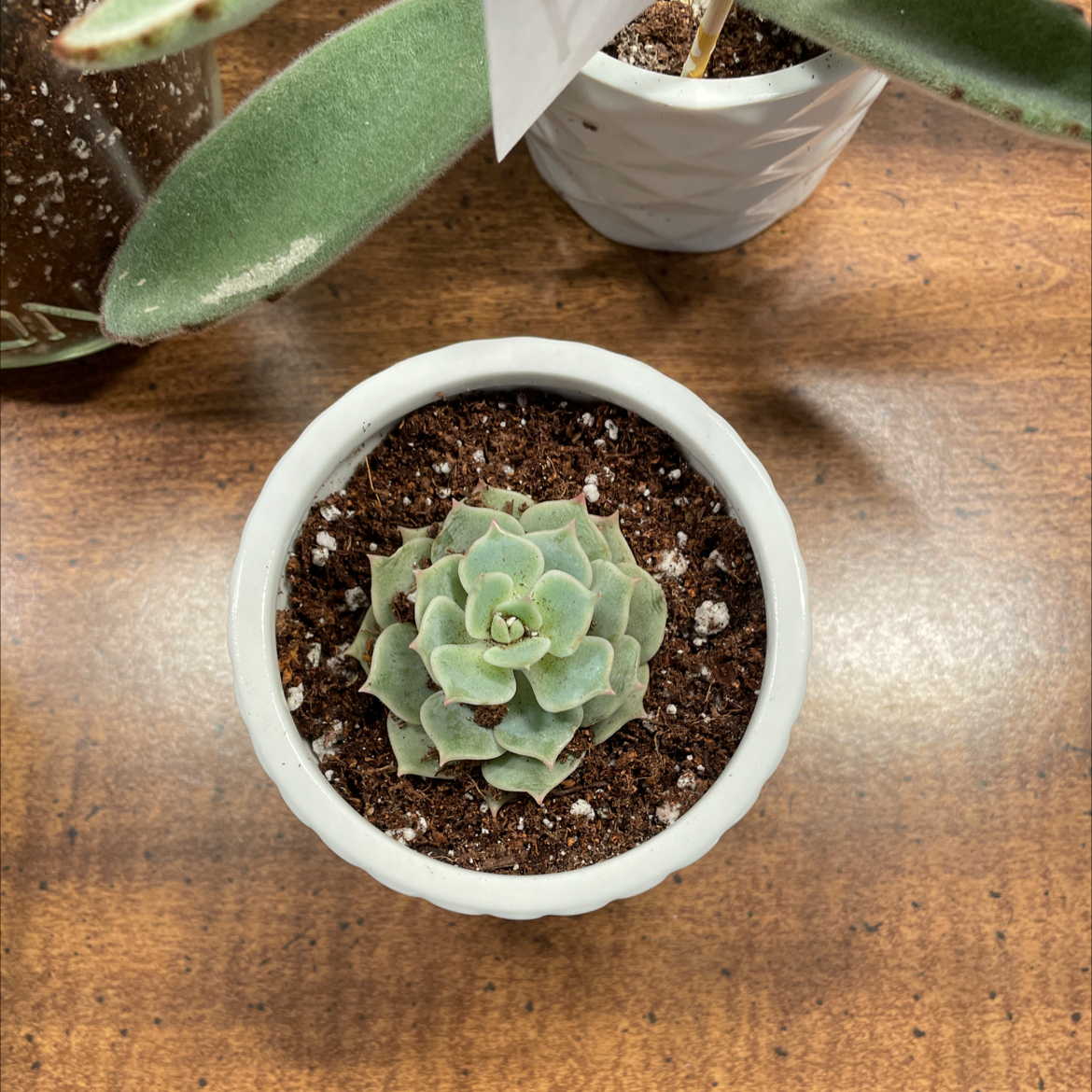 Echeveria 'Lola' succulent in a white pot with visible soil, appears healthy.