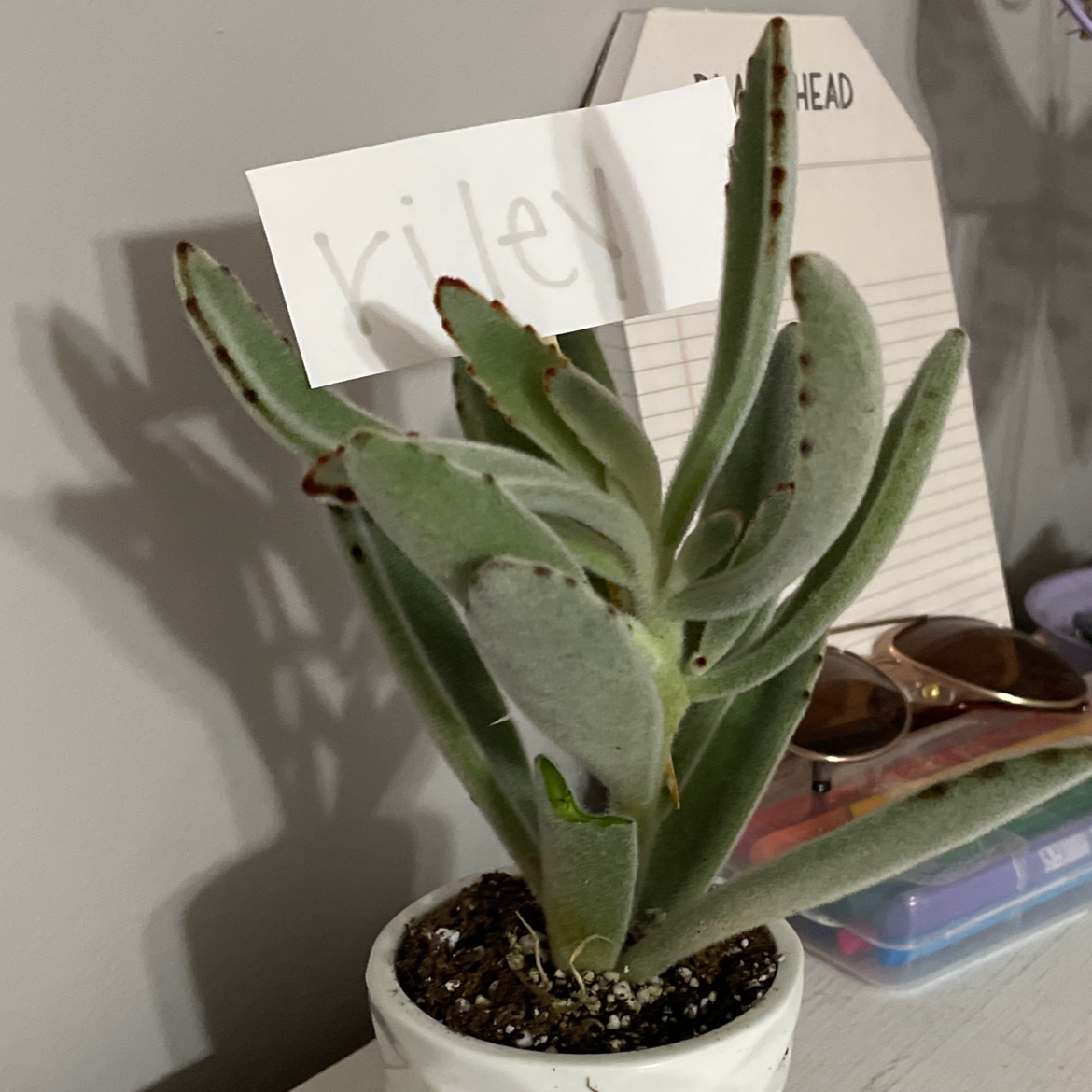 Panda Plant plant photo by @Lylahmitchell named Riley on Greg, the plant care app.