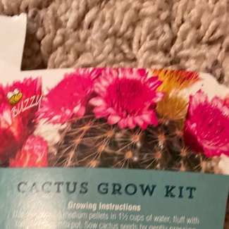 Silver Cluster Cactus plant in Aurora, Nebraska