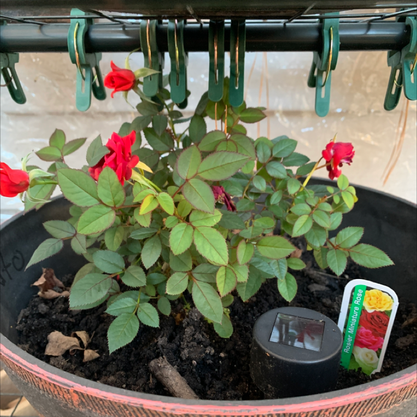 Photo of the plant species Alpine Rose by Tamara named Rosa on Greg, the plant care app