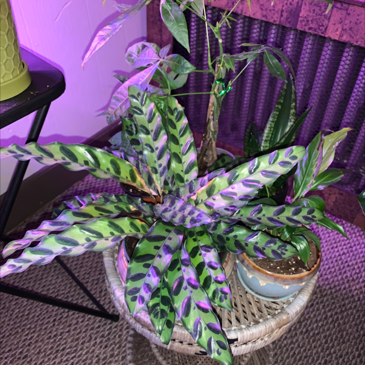 Rattlesnake Plant plant photo by Cheryl named Messi on Greg, the plant care app.