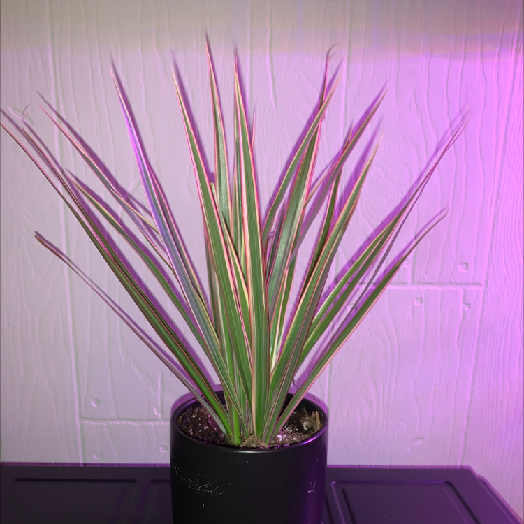 Song of India plant photo by Cheryl named Plato on Greg, the plant care app.