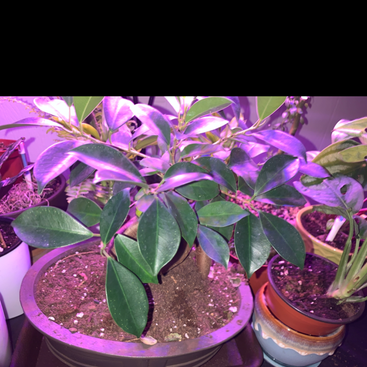 Ficus Ginseng plant photo by Cheryl named Kendall on Greg, the plant care app.