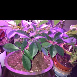 Ficus Microcarpa plant photo by Cheryl named Kendall on Greg, the plant care app.