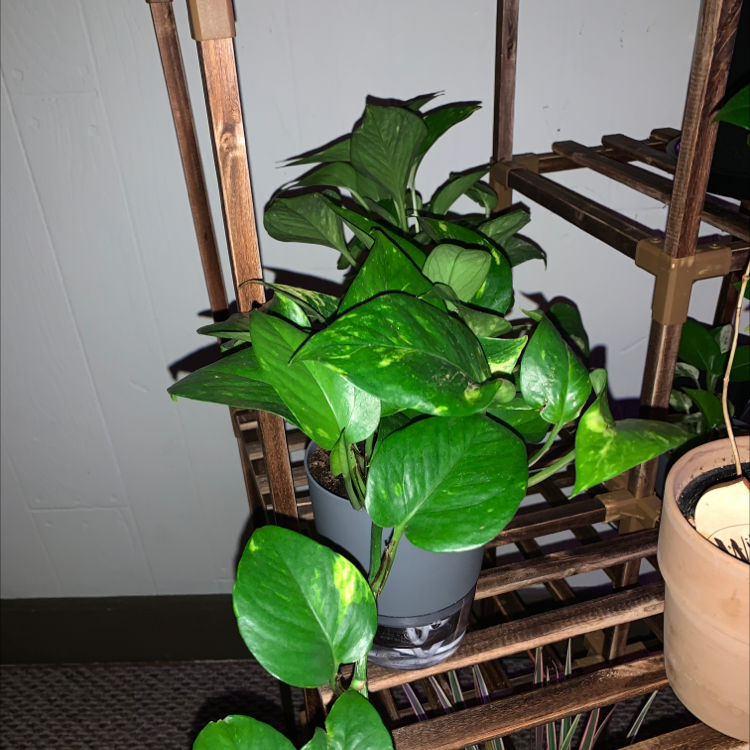 Taro Vine plant photo by Cheryl named Xena on Greg, the plant care app.