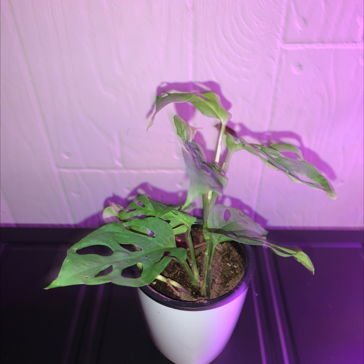 Swiss Cheese Vine plant photo by Cheryl named Prince on Greg, the plant care app.