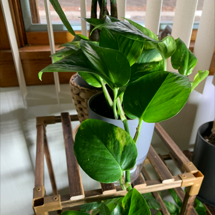 Taro Vine plant photo by Cheryl named Your plant on Greg, the plant care app.