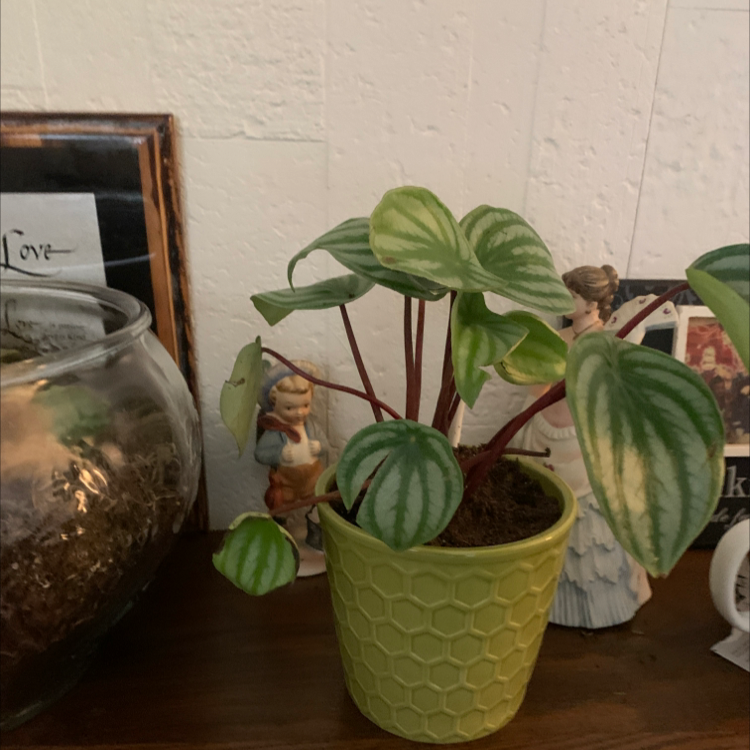 Watermelon Peperomia plant photo by Cheryl named Pepe on Greg, the plant care app.