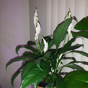 Peace Lily plant photo by Cheryl named Mollie on Greg, the plant care app.