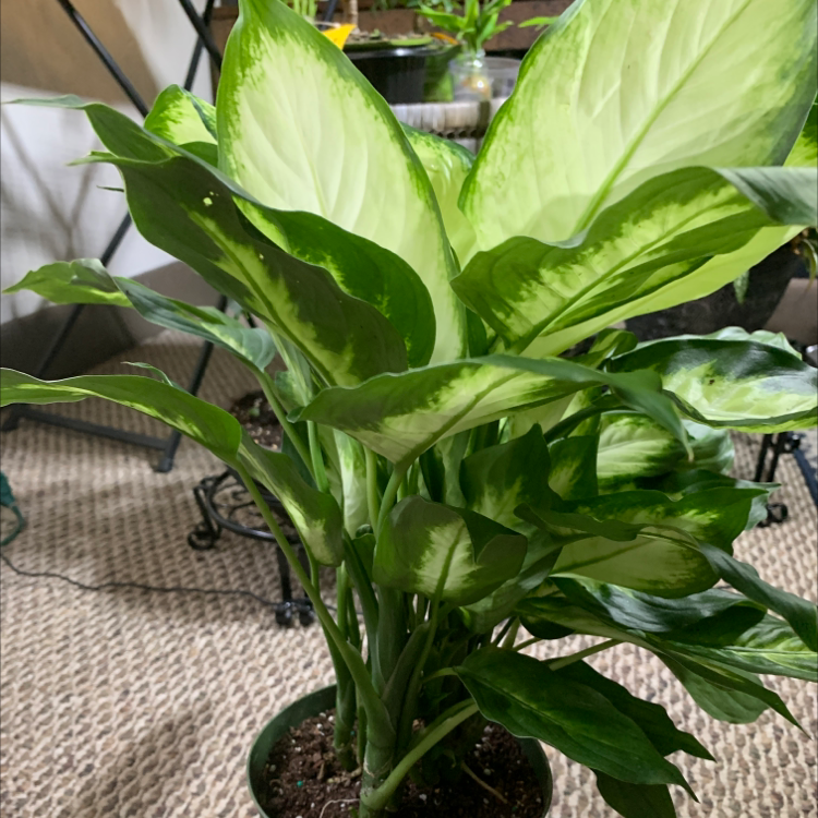Dieffenbachia plant photo by Cheryl named Kardashian on Greg, the plant care app.