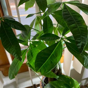 Money Tree plant photo by Cheryl named Your plant on Greg, the plant care app.