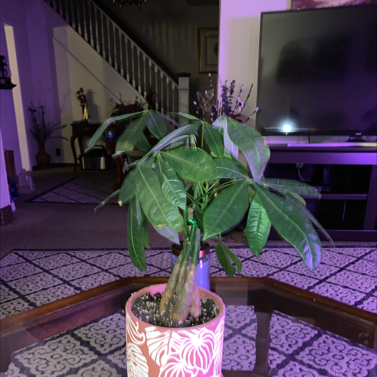 Money Tree plant photo by Cheryl named Mando on Greg, the plant care app.