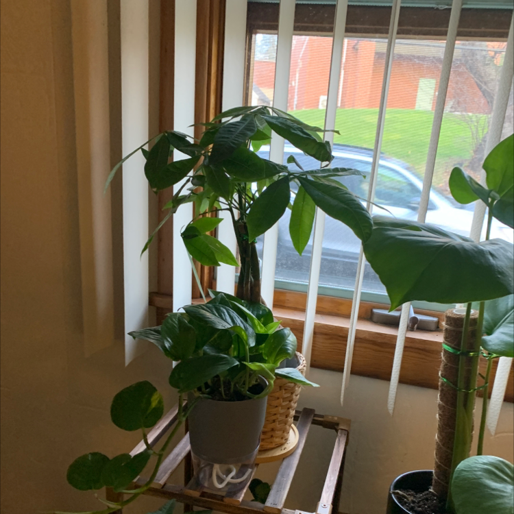 Money Tree plant photo by Cheryl named Your plant on Greg, the plant care app.