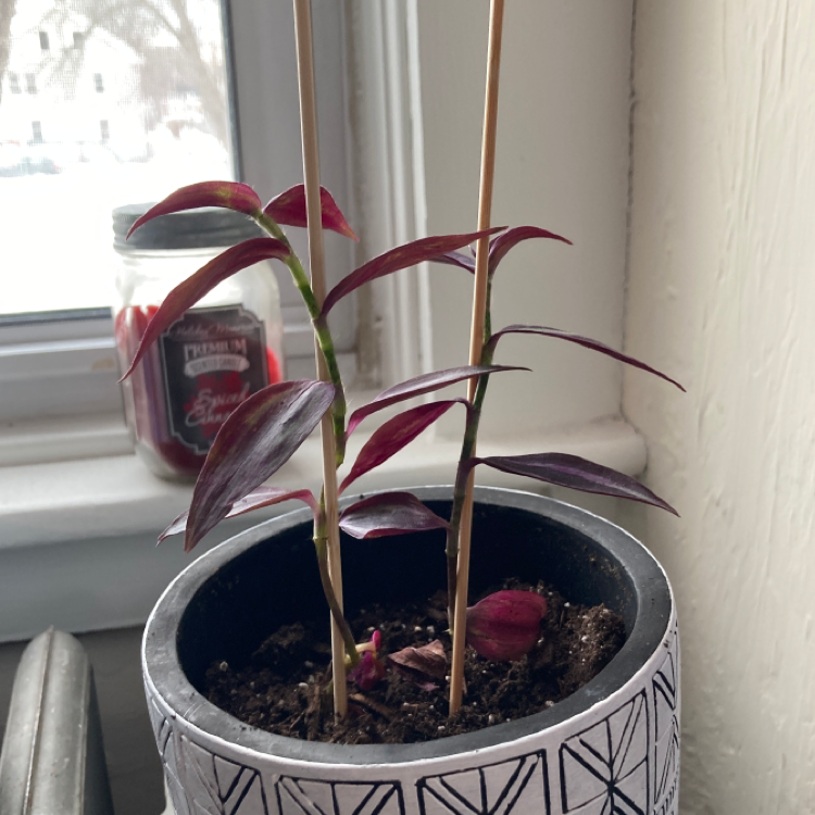 Healthy Purple Heart plant with deep purple leaves growing in a decorative pot on a windowsill.