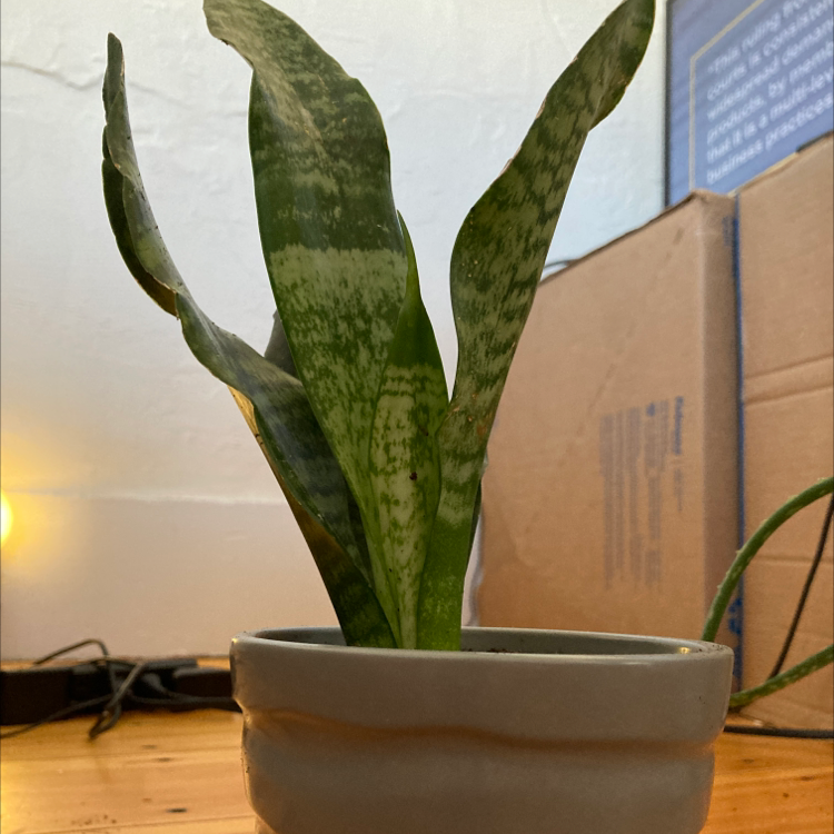 Snake Plant (Sansevieria trifasciata) in a gray pot with a cardboard box in the background.