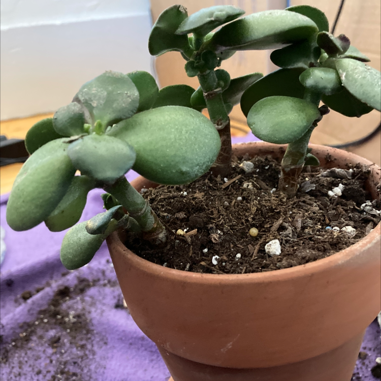 Potted Jade plant with healthy green leaves and visible soil.
