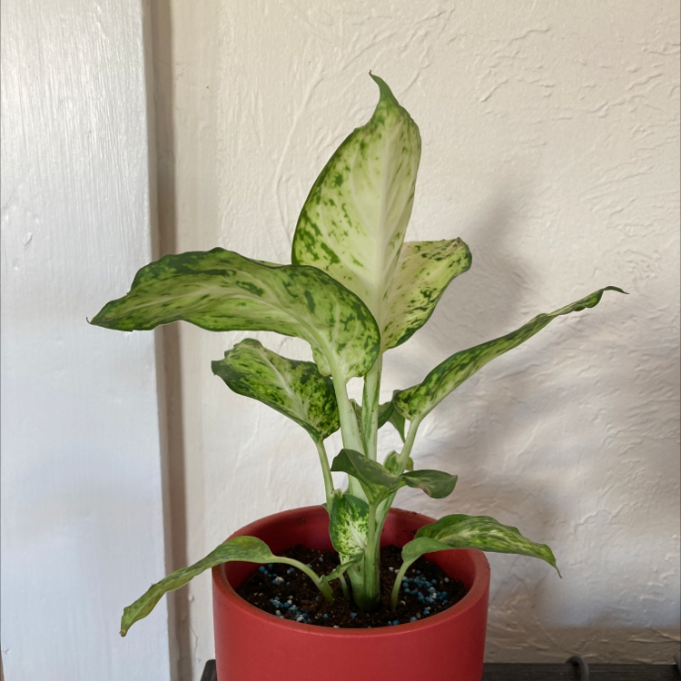 A healthy, attractive dieffenbachia plant with large green and white variegated leaves in a red pot.