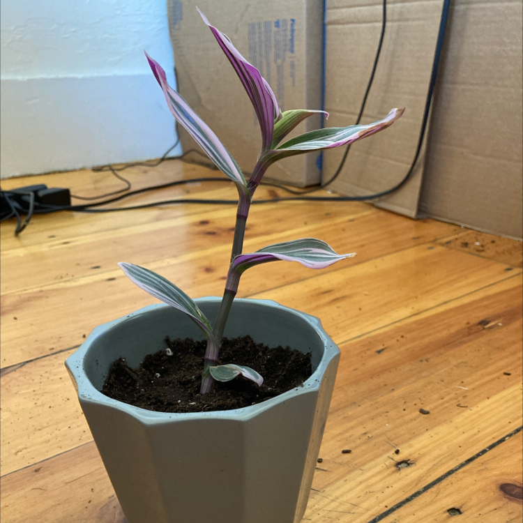 A small potted Spiderwort plant with striped leaves in shades of green, red and purple sprouting from a single stem in dark soil.