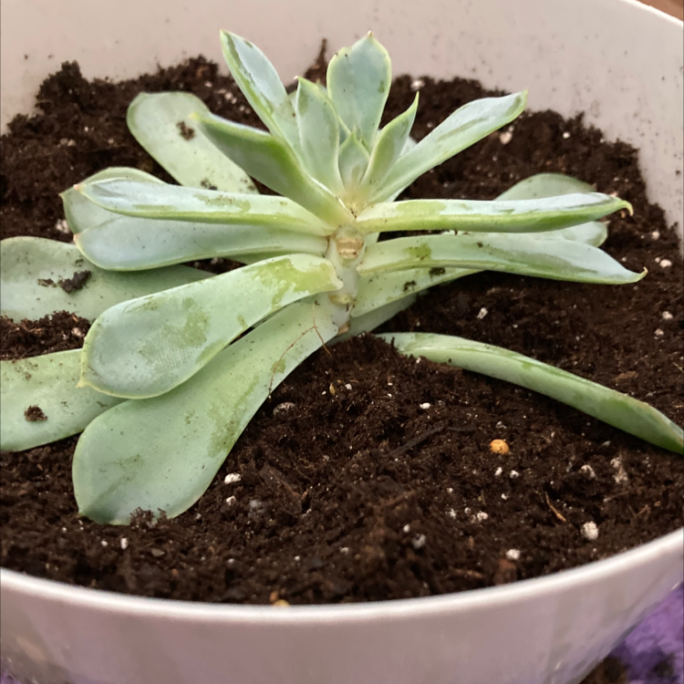 Pearl Echeveria plant in a white pot with visible soil and some leaf discoloration.